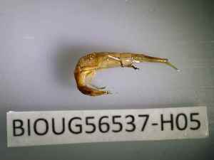  ( - BIOUG56537-H05)  @11 [ ] CreativeCommons Attribution (2023) Department of Invertebrate Zoology and Hydrobiology Department of Invertebrate Zoology and Hydrobiology