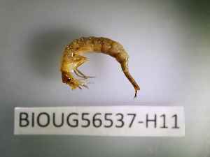  ( - BIOUG56537-H11)  @11 [ ] CreativeCommons Attribution (2023) Department of Invertebrate Zoology and Hydrobiology Department of Invertebrate Zoology and Hydrobiology