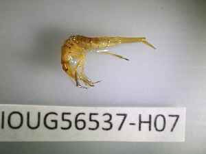  ( - BIOUG56537-H07)  @11 [ ] CreativeCommons Attribution (2023) Department of Invertebrate Zoology and Hydrobiology Department of Invertebrate Zoology and Hydrobiology