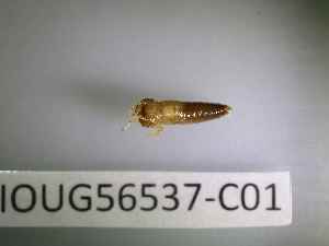  ( - BIOUG56537-C01)  @11 [ ] CreativeCommons Attribution (2023) Department of Invertebrate Zoology and Hydrobiology Department of Invertebrate Zoology and Hydrobiology