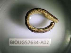  ( - BIOUG57634-A02)  @11 [ ] CreativeCommons Attribution (2023) Department of Invertebrate Zoology and Hydrobiology Department of Invertebrate Zoology and Hydrobiology
