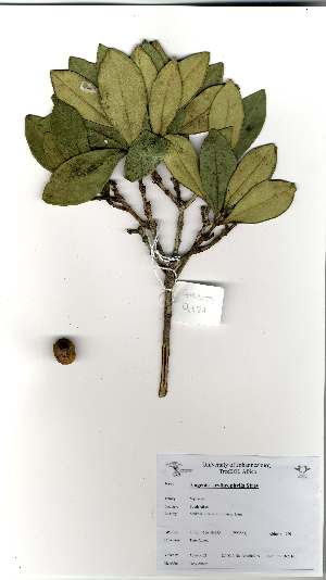  (Eugenia erythrophylla - Abbott9121)  @11 [ ] Unspecified (default): All Rights Reserved  Unspecified Unspecified