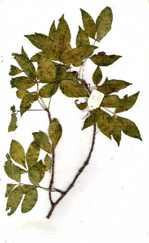  (Commiphora harveyi - OM1455)  @11 [ ] Unspecified (default): All Rights Reserved  Unspecified Unspecified
