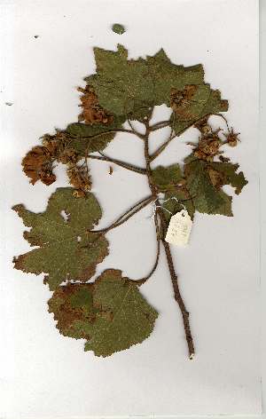  ( - OM1537)  @11 [ ] Unspecified (default): All Rights Reserved  Unspecified Unspecified