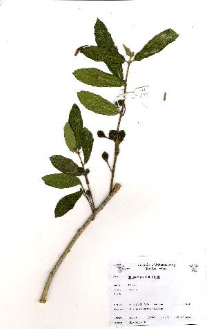  (Ficus capreifolia - OM2148)  @11 [ ] Unspecified (default): All Rights Reserved  Unspecified Unspecified