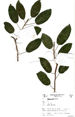  (Ficus tremula - OM2196)  @11 [ ] Unspecified (default): All Rights Reserved  Unspecified Unspecified