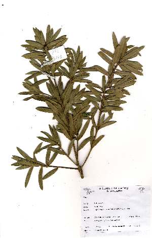  (Podocarpus elongatus - OM2273)  @11 [ ] Unspecified (default): All Rights Reserved  Unspecified Unspecified
