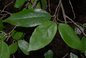  ( - OM2334)  @11 [ ] Unspecified (default): All Rights Reserved  Unspecified Unspecified