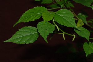  (Acalypha chirindica - OM2341)  @11 [ ] Unspecified (default): All Rights Reserved  Unspecified Unspecified