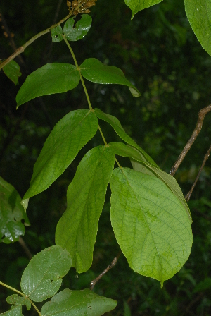  ( - OM2375)  @11 [ ] Unspecified (default): All Rights Reserved  Unspecified Unspecified