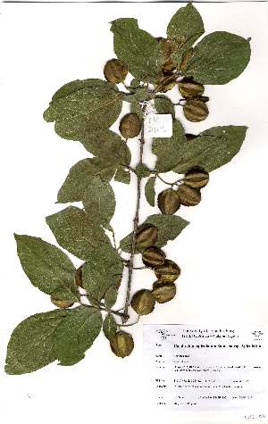 (Combretum apiculatum apiculatum - OM2406)  @11 [ ] Unspecified (default): All Rights Reserved  Unspecified Unspecified