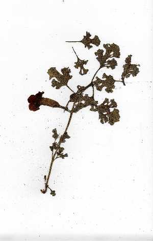  (Harpagophytum procumbens - OM0477)  @11 [ ] Unspecified (default): All Rights Reserved  Unspecified Unspecified