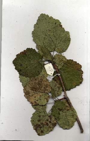  (Greyia sutherlandii - OM_MvdB73)  @11 [ ] Unspecified (default): All Rights Reserved  Unspecified Unspecified