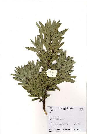  (Podocarpus latifolius - OM_MvdB74)  @11 [ ] Unspecified (default): All Rights Reserved  Unspecified Unspecified