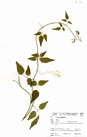  ( - RL1254)  @11 [ ] No Rights Reserved  Unspecified Unspecified