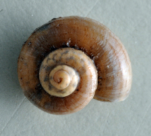  ( - UF285579A)  @13 [ ] CreativeCommons - Attribution Non-Commercial Share-Alike (2011) John Slapcinsky Florida Museum of Natural History