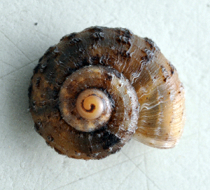  ( - UF285580A)  @11 [ ] CreativeCommons - Attribution Non-Commercial Share-Alike (2011) John Slapcinsky Florida Museum of Natural History