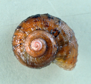  (Clatripoma tsaratananae - UF425745A)  @13 [ ] CreativeCommons - Attribution Non-Commercial Share-Alike (2011) John Slapcinsky Florida Museum of Natural History