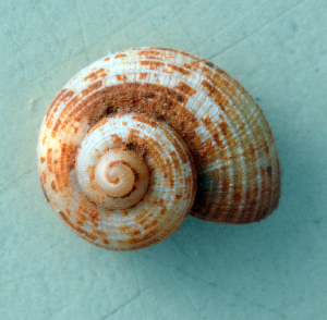 ( - UF319038A)  @11 [ ] CreativeCommons - Attribution Non-Commercial Share-Alike (2011) John Slapcinsky Florida Museum of Natural History