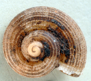  (Clatripoma milloti - UF424529A)  @11 [ ] CreativeCommons - Attribution Non-Commercial Share-Alike (2011) John Slapcinsky Florida Museum of Natural History