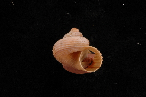  (Tropidophora sp. 218 - UF426069A)  @11 [ ] CreativeCommons - Attribution Non-Commercial Share-Alike (2012) John Slapcinsky Florida Museum of Natural History