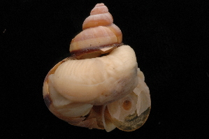  ( - UF335510B)  @11 [ ] CreativeCommons - Attribution Non-Commercial Share-Alike (2012) John Slapcinsky Florida Museum of Natural History