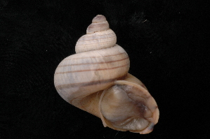  ( - UF441988A)  @11 [ ] CreativeCommons - Attribution Non-Commercial Share-Alike (2012) John Slapcinsky Florida Museum of Natural History
