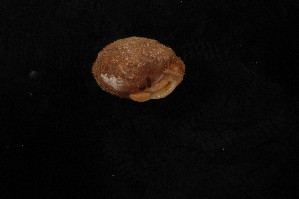  (Stenotrema maxillatum - UF403729A)  @11 [ ] CreativeCommons - Attribution Non-Commercial Share-Alike (2012) John Slapcinsky Florida Museum of Natural History