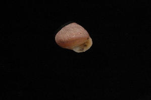  ( - 404720A)  @12 [ ] CreativeCommons - Attribution Non-Commercial (2013) John Slapcinsky Florida Museum of Natural History