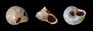  (Tropidophora formosum - UF302697A)  @13 [ ] CreativeCommons - Attribution Non-Commercial Share-Alike (2011) John Slapcinsky Florida Museum of Natural History