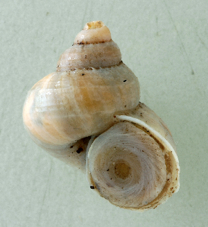  (Tropidophora crenulata - UF302822A)  @12 [ ] CreativeCommons - Attribution Non-Commercial Share-Alike (2011) John Slapcinsky Florida Museum of Natural History