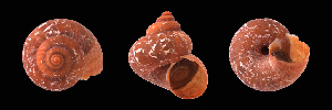  ( - UF334765A)  @11 [ ] CreativeCommons - Attribution Non-Commercial Share-Alike (2011) John Slapcinsky Florida Museum of Natural History