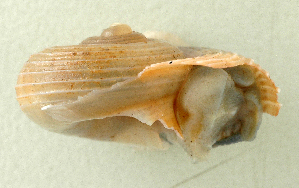  ( - UF334779A)  @13 [ ] CreativeCommons - Attribution Non-Commercial Share-Alike (2011) John Slapcinsky Florida Museum of Natural History