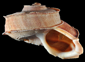  (Tropidophora cuvieriana - UF424530A)  @13 [ ] CreativeCommons - Attribution Non-Commercial Share-Alike (2011) John Slapcinsky Florida Museum of Natural History