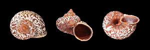  (Tropidophora secunda - UF425642B)  @14 [ ] CreativeCommons - Attribution Non-Commercial Share-Alike (2011) John Slapcinsky Florida Museum of Natural History