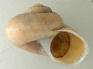  (Tropidophora sp. 042JS - UF441979A)  @11 [ ] CreativeCommons - Attribution Non-Commercial Share-Alike (2011) John Slapcinsky Florida Museum of Natural History