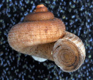  (Clatripoma mermosi - UF442268A)  @13 [ ] CreativeCommons - Attribution Non-Commercial Share-Alike (2011) John Slapcinsky Florida Museum of Natural History