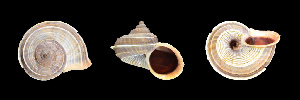  (Tropidophora secans - UF442849A)  @14 [ ] CreativeCommons - Attribution Non-Commercial Share-Alike (2011) John Slapcinsky Florida Museum of Natural History
