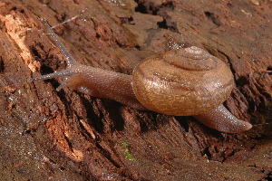  (Helminthoglypta cypreophila - UF446016C)  @13 [ ] CreativeCommons - Attribution Non-Commercial (2011) John Slapcinsky Florida Museum of Natural History