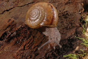  ( - UF446034B)  @15 [ ] CreativeCommons - Attribution Non-Commercial (2011) John Slapcinsky Florida Museum of Natural History