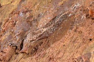  (Anadeninae - UF446057A)  @14 [ ] CreativeCommons - Attribution Non-Commercial (2011) John Slapcinsky Florida Museum of Natural History