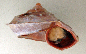  (Tropidophora deburghiae - UF448440a)  @11 [ ] CreativeCommons - Attribution Non-Commercial Share-Alike (2011) John Slapcinsky Florida Museum of Natural History