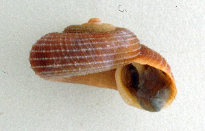  (Tropidophora sp. 200JS - UF448450a)  @13 [ ] CreativeCommons - Attribution Non-Commercial Share-Alike (2011) John Slapcinsky Florida Museum of Natural History