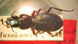  (Pterostichus medvedevi - BGE_00900_A01)  @11 [ ] Copyright (c) (2025) Zinenko Oleksandr Museum of Nature of V.N. Karazin Kharkiv National University