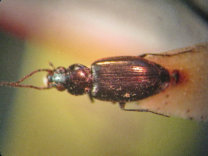  (Bembidion ghilarovi - BGE_00900_A02)  @11 [ ] Copyright (c) (2025) Zinenko Oleksandr Museum of Nature of V.N. Karazin Kharkiv National University