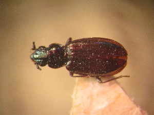  (Bembidion roborovskii - BGE_00900_A03)  @11 [ ] Copyright (c) (2025) Zinenko Oleksandr Museum of Nature of V.N. Karazin Kharkiv National University