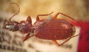  (Cymindis emetzi - BGE_00900_A05)  @11 [ ] Copyright (c) (2025) Zinenko Oleksandr Museum of Nature of V.N. Karazin Kharkiv National University