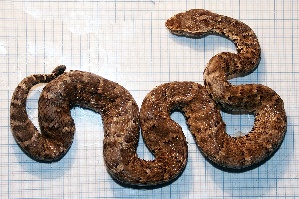  (Gloydius - gDNA MTD-TD 25639 2.0 II)  @11 [ ] Copyright (c) (2025) Zinenko Oleksandr Museum of Nature of V.N. Karazin Kharkiv National University