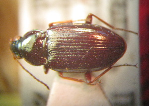  (Bembidion prokopenkoi - BGE_00900_B04)  @11 [ ] Copyright (c) (2025) Zinenko Oleksandr Museum of Nature of V.N. Karazin Kharkiv National University