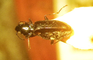  (Bembidion badakshanikum - BGE_00900_C01)  @11 [ ] Copyright (c) (2025) Zinenko Oleksandr Museum of Nature of V.N. Karazin Kharkiv National University